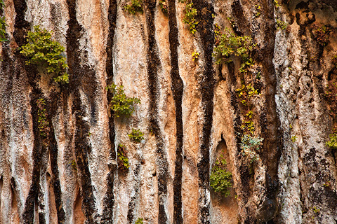 A hanging garden on the face of Weeping Rock. Zion National Park - October 17, 2008.