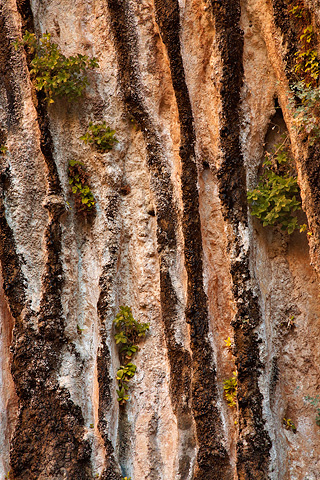 Hanging gardens. Zion National Park - October 17, 2008.