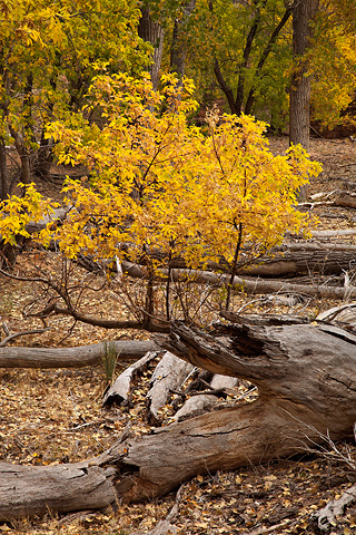 Fall color. Zion National Park - November 1, 2008.