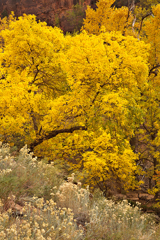Fall color at the base of Hidden Canyon. Zion National Park - November 1, 2008.