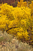 Fall color at the base of Hidden Canyon - Zion National Park