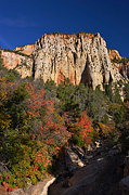 Fall color and Jolley Gulch - Zion National Park