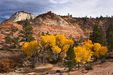 Cottonwoods and Clear Creek. Zion National Park - October 28, 2006.