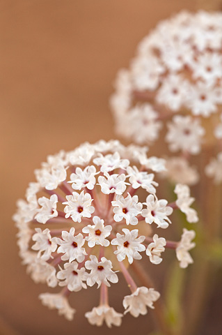 Snowball Sand Verbena (Abronia fragrans). Zion National Park - May 27, 2007.