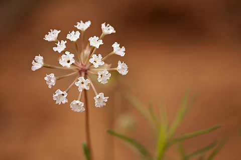 Snowball Sand Verbena (Abronia fragrans). Zion National Park - May 22, 2009.