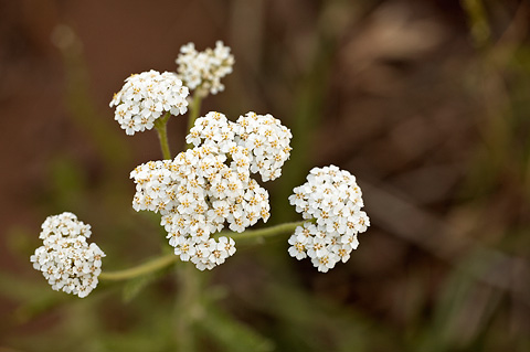 Common Yarrow (Achillea millefolium). Zion National Park - July 3, 2010.