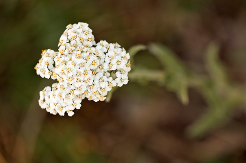 Common Yarrow (Achillea millefolium). Zion National Park - July 3, 2010.
