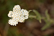 Common Yarrow (Achillea millefolium) - Zion National Park