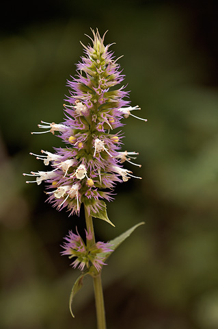 Nettleleaf Horsemint (Agastache urticifolia). Zion National Park - July 24, 2010.