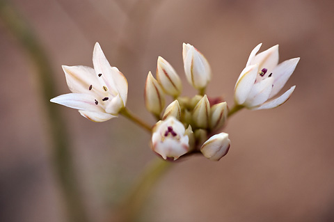 Nevada Onion (Allium nevadense). Zion National Park - May 1, 2010.