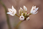 Nevada Onion (Allium nevadense) - Zion National Park