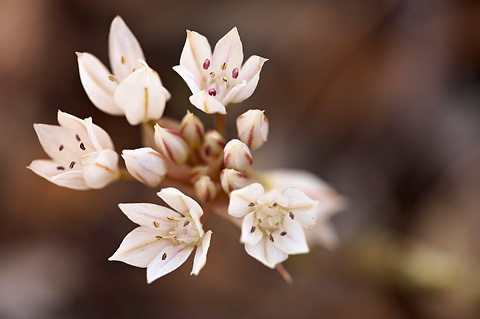 Nevada Onion (Allium nevadense). Zion National Park - May 1, 2010.