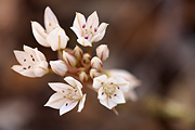 Nevada Onion (Allium nevadense) - Zion National Park
