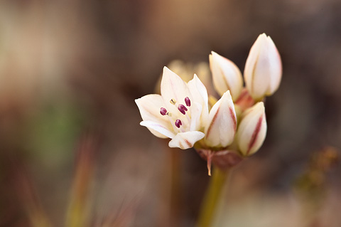Nevada Onion (Allium nevadense). Zion National Park - May 1, 2010.