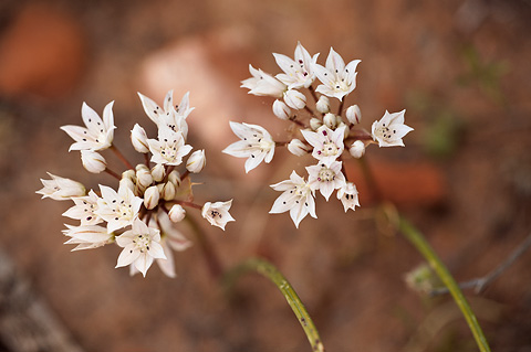 Nevada Onion (Allium nevadense). Zion National Park - May 1, 2010.
