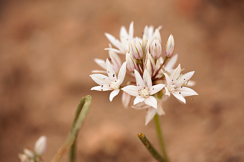 Nevada Onion (Allium nevadense). Zion National Park - May 1, 2010.
