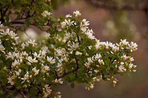 Utah Serviceberry (Amelanchier utahensis). Zion National Park - April 3, 2010.