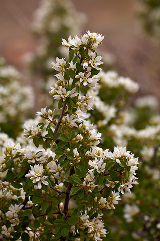 Utah Serviceberry (Amelanchier utahensis). Zion National Park - April 3, 2010.