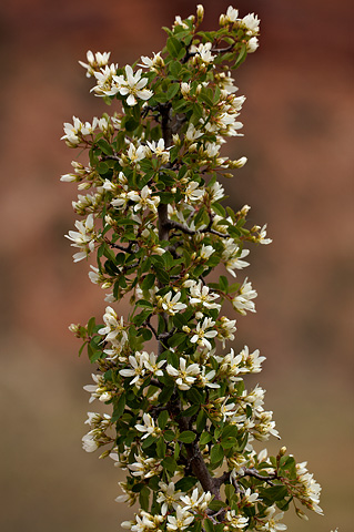 Utah Serviceberry (Amelanchier utahensis). Zion National Park - April 3, 2010.