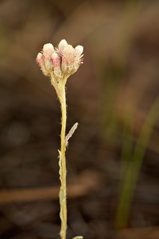 Small-leaf Pussytoes (Antennaria parvifolia). Zion National Park - July 5, 2010.