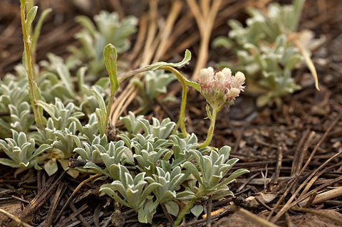 Small-leaf Pussytoes (Antennaria parvifolia). Zion National Park - July 5, 2010.