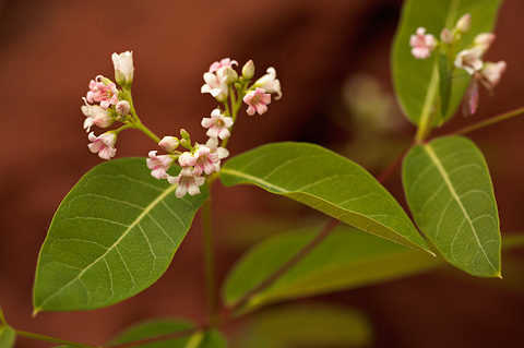 Spreading Dogbane (Apocynum androsaemifolium). Zion National Park - May 24, 2009.