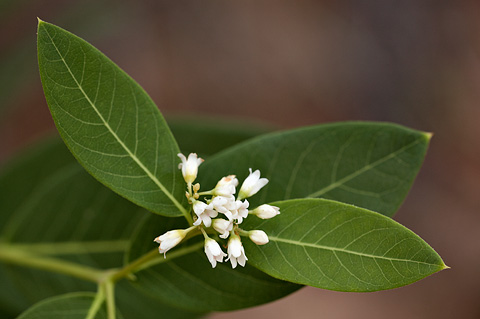 Common Dogbane (Apocynum cannabinum). Zion National Park - July 4, 2010.