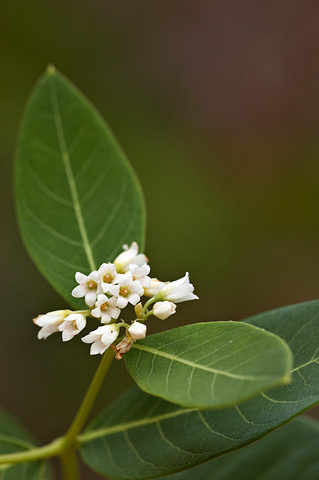 Common Dogbane (Apocynum cannabinum). Zion National Park - July 4, 2010.