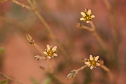 Eastwood's Sandwort (Arenaria eastwoodiae) - Zion National Park