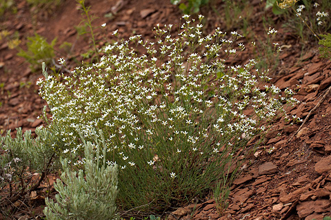 Mojave Sandwort (Arenaria macradenia). Zion National Park - June 13, 2010.