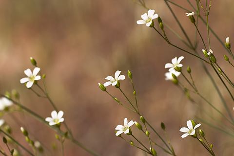 Mojave Sandwort (Arenaria macradenia). Zion National Park - May 28, 2005.