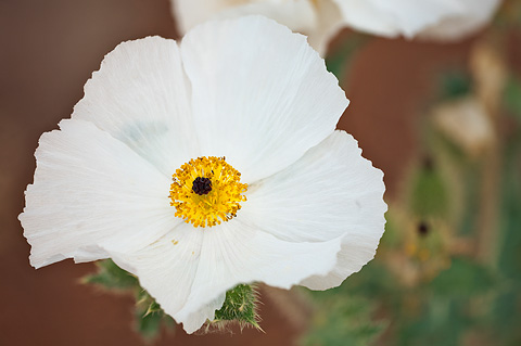 Flatbud Pricklypoppy (Argemone munita). Zion National Park - May 23, 2009.
