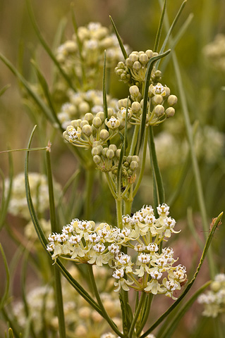 Horsetail Milkweed (Asclepias subverticillata). Zion National Park - June 11, 2010.