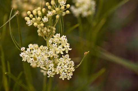 Horsetail Milkweed (Asclepias subverticillata). Zion National Park - June 11, 2010.