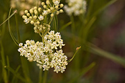Horsetail Milkweed (Asclepias subverticillata) - Zion National Park