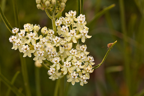Horsetail Milkweed (Asclepias subverticillata). Zion National Park - June 11, 2010.
