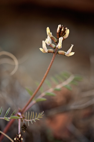Pagumpa milkvetch (Astragalus ensiformis). Zion National Park - April 2, 2010.