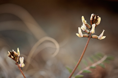 Pagumpa milkvetch (Astragalus ensiformis). Zion National Park - April 2, 2010.