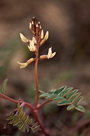 Pagumpa milkvetch (Astragalus ensiformis). Zion National Park - April 2, 2010.