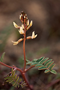 Pagumpa milkvetch (Astragalus ensiformis) - Zion National Park