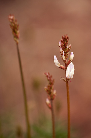 St. George Milkvetch (Astragalus flavus). Zion National Park - April 16, 2010.