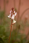St. George Milkvetch (Astragalus flavus) - Zion National Park
