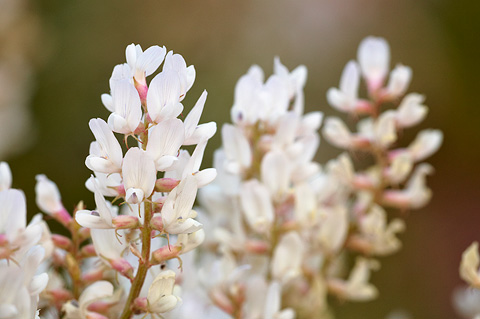 St. George Milkvetch (Astragalus flavus). Zion National Park - April 16, 2010.