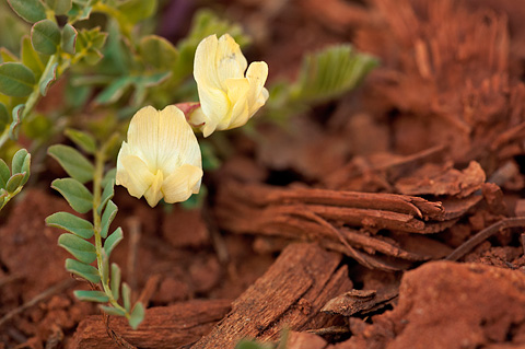Egg Milkvetch (Astragalus oophorus). Zion National Park - May 16, 2010.