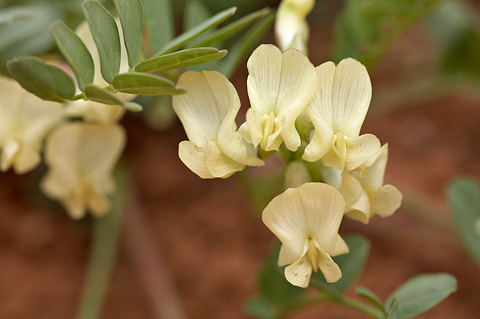 Egg Milkvetch (Astragalus oophorus). Zion National Park - May 17, 2010.