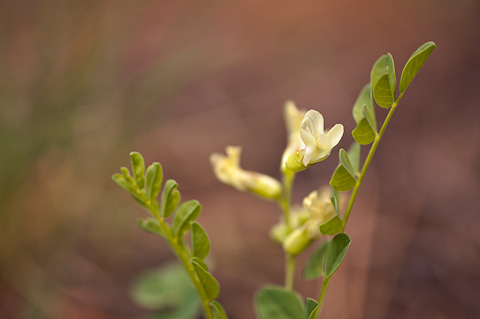 Egg Milkvetch (Astragalus oophorus). Zion National Park - May 22, 2009.