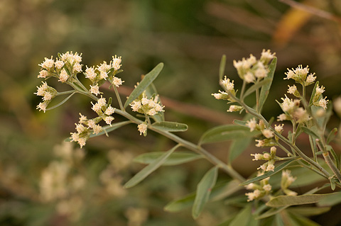 Emory's Baccharis (Baccharis emoryi). Zion National Park - September 18, 2010.
