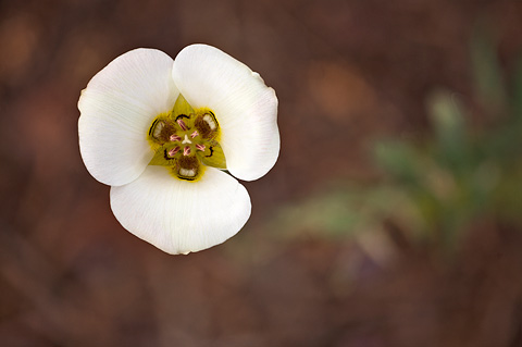 Sego Lily (Calochortus nuttallii). Zion National Park - May 25, 2009.