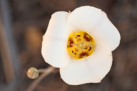 Sego Lily (Calochortus nuttallii). Zion National Park - May 27, 2007.