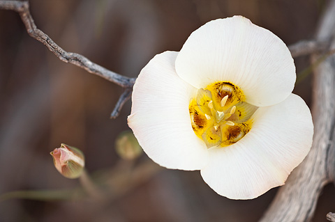 Sego Lily (Calochortus nuttallii). Zion National Park - May 23, 2009.